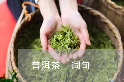 普洱茶 词句/2023042889972